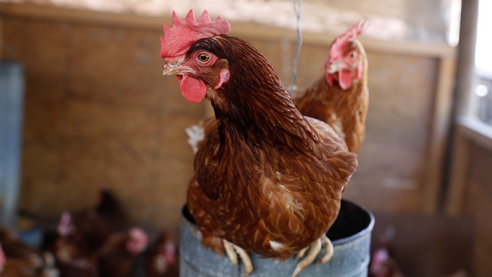 Agricultores Refuerzan Prevención Contra La Influenza Aviar Con Apoyo ...